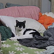 Figaro joined the competition — help win amazing prizes! cat, bed, blanket, pillow, plush_toy, green_blanket, white_flower_pattern, black_and_white_cat, indoor, furniture, cozy, resting, domestic_animal, sleeping_area, soft_furnishing, textile, headboard, clutter, animal, pet