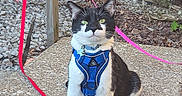 Figaro is registered to the contest to win money with this photo: alert, animal, black_and_white, cat, concrete, curious, daylight, fence, fur, greenery, harness, leash, leaves, nature, outdoor, pet, post, sitting, tuxedo_cat, whiskers
