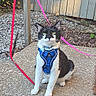 Figaro is registered to the contest to win money with this photo: cat, tuxedo_cat, harness, leash, outdoor, concrete, post, fence, greenery, leaves, pet, animal, sitting, black_and_white, fur, whiskers, daylight, nature, curious, alert