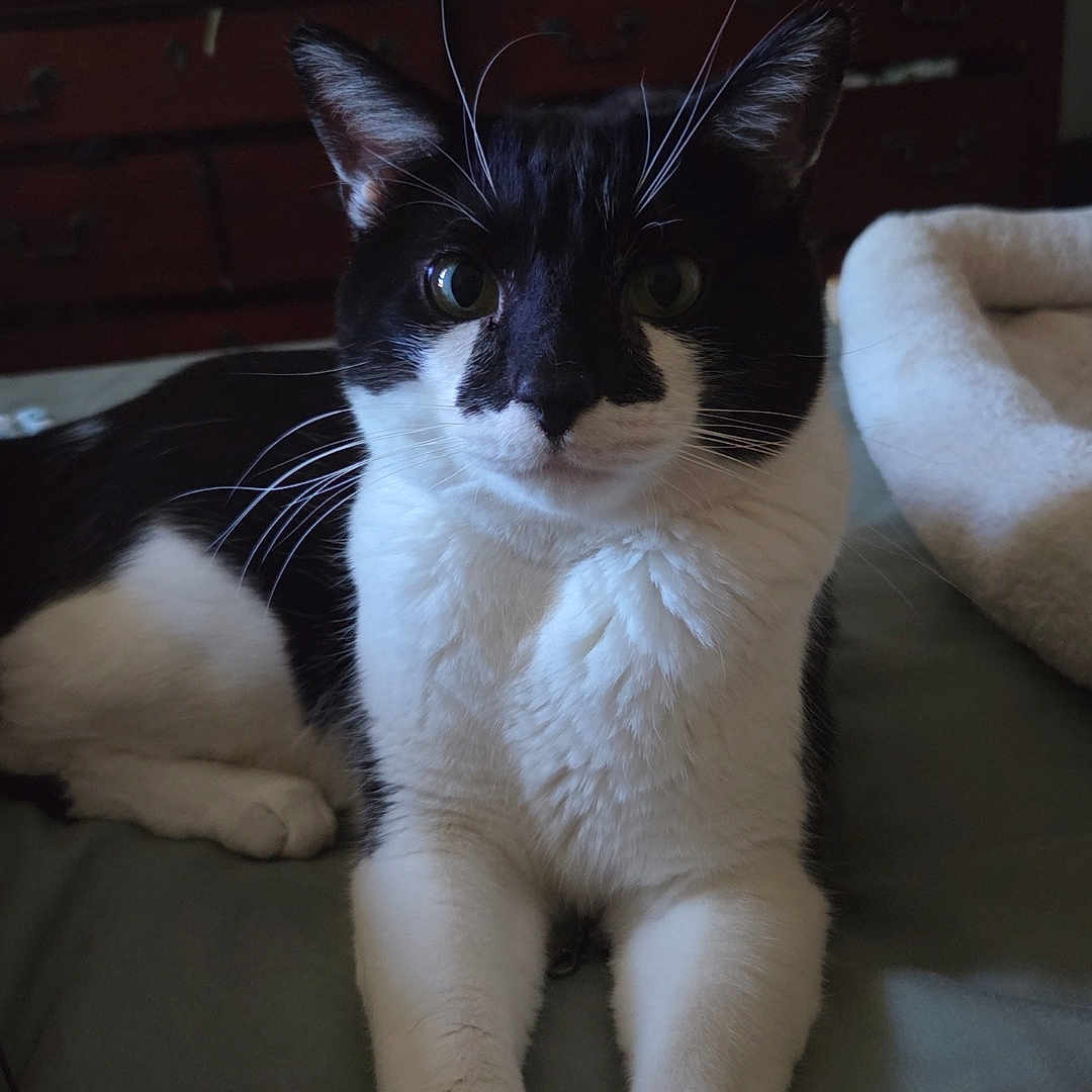 Figaro joined the competition — help win amazing prizes! cat, black_and_white, pet, indoor, bed, feline, whiskers, fur, resting, animal, domestic, cute, curious, portrait, household, dorm_room, furniture, relaxed, close_up, eyes
