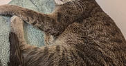 Cleo is registered to the contest to win money with this photo: cat, tabby_cat, pet, animal, feline, fur, whiskers, ears, tail, green_towel, indoor, resting, alert, curious, close_up, domestic_animal, mammal, cute, portrait, relaxed