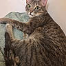 cat, tabby_cat, pet, animal, feline, fur, whiskers, ears, tail, green_towel, indoor, resting, alert, curious, close_up, domestic_animal, mammal, cute, portrait, relaxed