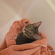 Cleo joined the competition — help win amazing prizes! cat, tabby_cat, towel, peach_color, indoor, pet, cozy, curious, looking_up, fur, whiskers, ears, resting, soft_texture, domestic_animal, animal, cute, relaxed, blanket, comfort