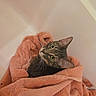 cat, tabby_cat, towel, peach_color, indoor, pet, cozy, curious, looking_up, fur, whiskers, ears, resting, soft_texture, domestic_animal, animal, cute, relaxed, blanket, comfort