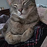 Cleo is registered to the contest to win money with this photo: cat, tabby, pet, sleeping, closeup, feline, whiskers, ears, nose, paws, plaid_blanket, cozy, indoor, resting, fur, cute, animal, relaxed, soft_light, bedroom