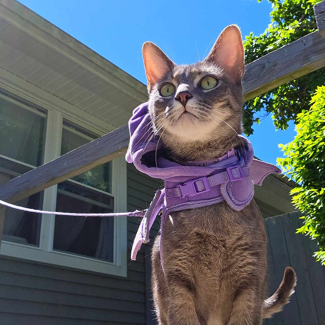 Cleo joined the competition — help win amazing prizes! cat, purple_harness, outdoor, sunny_day, blue_sky, green_trees, curious, pet, animal, sidewalk, house, windows, leash, feline, nature, daylight, shadow, fur, alert, ears