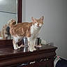 Sage joined the competition — help win amazing prizes! cat, orange_cat, white_cat, feline, pet, dressing_table, mirror, reflection, furniture, indoor, domestic, wooden_dresser, household_items, suitcase, bag, wall, standing, looking_forward, animal, cute