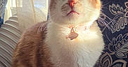 Sage is registered to the contest to win money with this photo: cat, ginger_cat, white_cat, sitting, indoor, sunlight, curtains, window, patterned_curtains, collar, pet, feline, relaxed, fur, whiskers, nose, ears, portrait, cozy, domestic