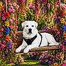 Loki a rejoint le concours — aidez-le/la à gagner de superbes lots ! animal, canine, colorful_flowers, dog, floral, flower_vines, flowers, garden, greenery, leaves, leisure, nature, outdoor, pet, relaxing, spring, summer, swing, white_dog, wooden_swing