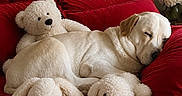 Loki participe au concours pour gagner de l'argent avec cette photo : animal, bed, bunny, cozy, cute, dog, flower_vase, fur, home, indoor, lamp, pet, plush_toy, red_bedspread, red_headboard, red_pillow, rest, sleeping, stuffed_animal, teddy_bear
