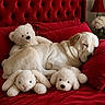 animal, bed, bunny, cozy, cute, dog, flower_vase, fur, home, indoor, lamp, pet, plush_toy, red_bedspread, red_headboard, red_pillow, rest, sleeping, stuffed_animal, teddy_bear