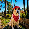 Loki a rejoint le concours — aidez-le/la à gagner de superbes lots ! animal, bench, blue_sky, calm, canine, daytime, dog, forest, greenery, leaves, nature, outdoor, path, pet, red_bandana, red_cap, sitting, sunlight, trees, wood