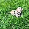 animal, canine, closeup, collar, cute, daylight, dog, field, fur, grass, greenery, happy, harness, nature, outdoor, pet, playful, resting, summer, tongue_out