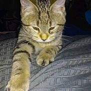 Ryder joined the competition — help win amazing prizes! cat, tabby_cat, paw, stretching, blanket, gray, indoor, pet, animal, feline, striped, fur, whiskers, ears, resting, cute, young_cat, looking_down, cozy, bedroom