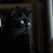 Circé participe au concours pour gagner de l'argent avec cette photo : cat, black_cat, animal, pet, whiskers, window, indoor, portrait, fur, eyes, looking_out, natural_light, close_up, domestic_cat, mammal, cute, feline, quiet, soft_light, side_view