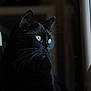 cat, black_cat, animal, pet, whiskers, window, indoor, portrait, fur, eyes, looking_out, natural_light, close_up, domestic_cat, mammal, cute, feline, quiet, soft_light, side_view