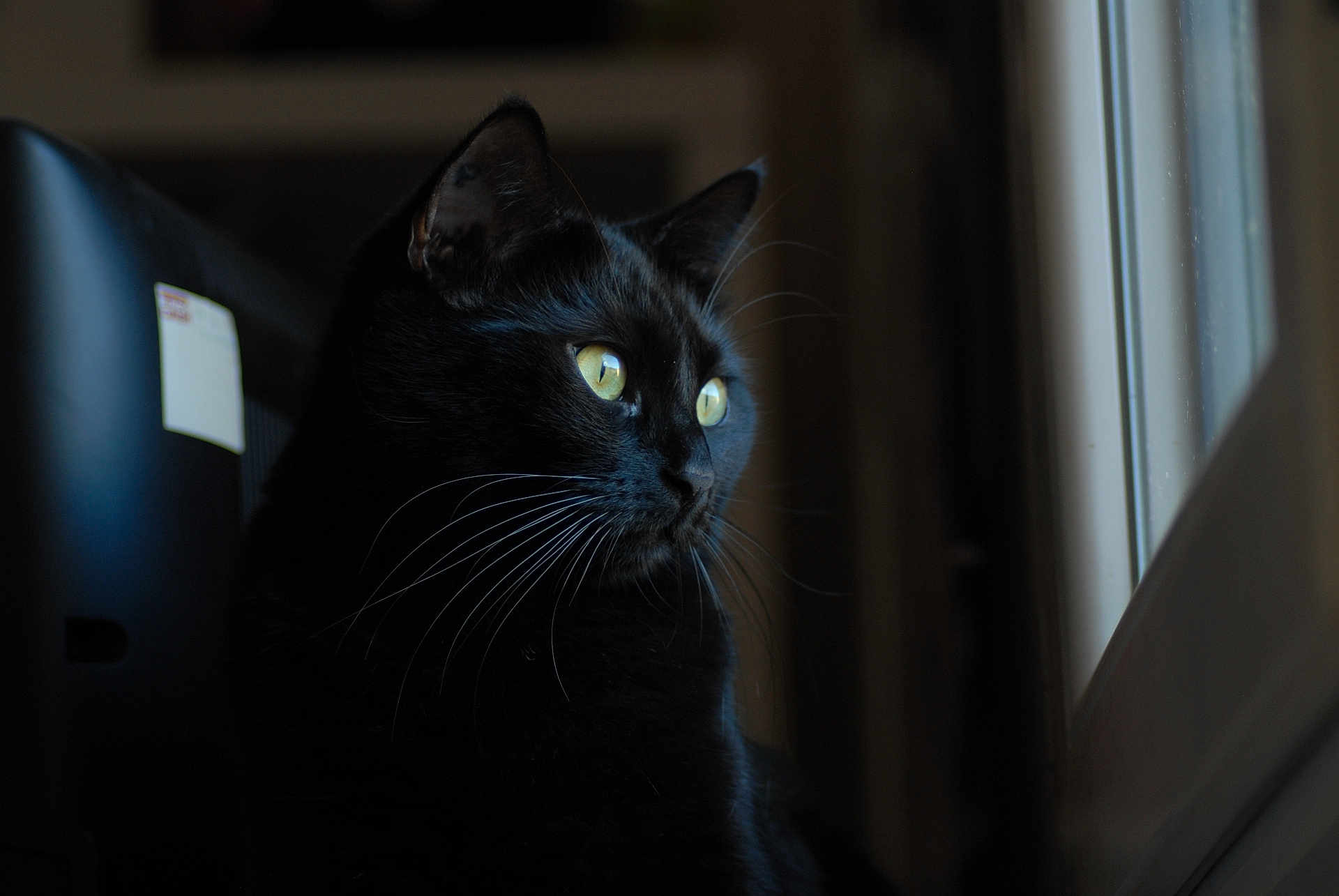 Circé participe au concours pour gagner de l'argent avec cette photo : cat, black_cat, animal, pet, whiskers, window, indoor, portrait, fur, eyes, looking_out, natural_light, close_up, domestic_cat, mammal, cute, feline, quiet, soft_light, side_view