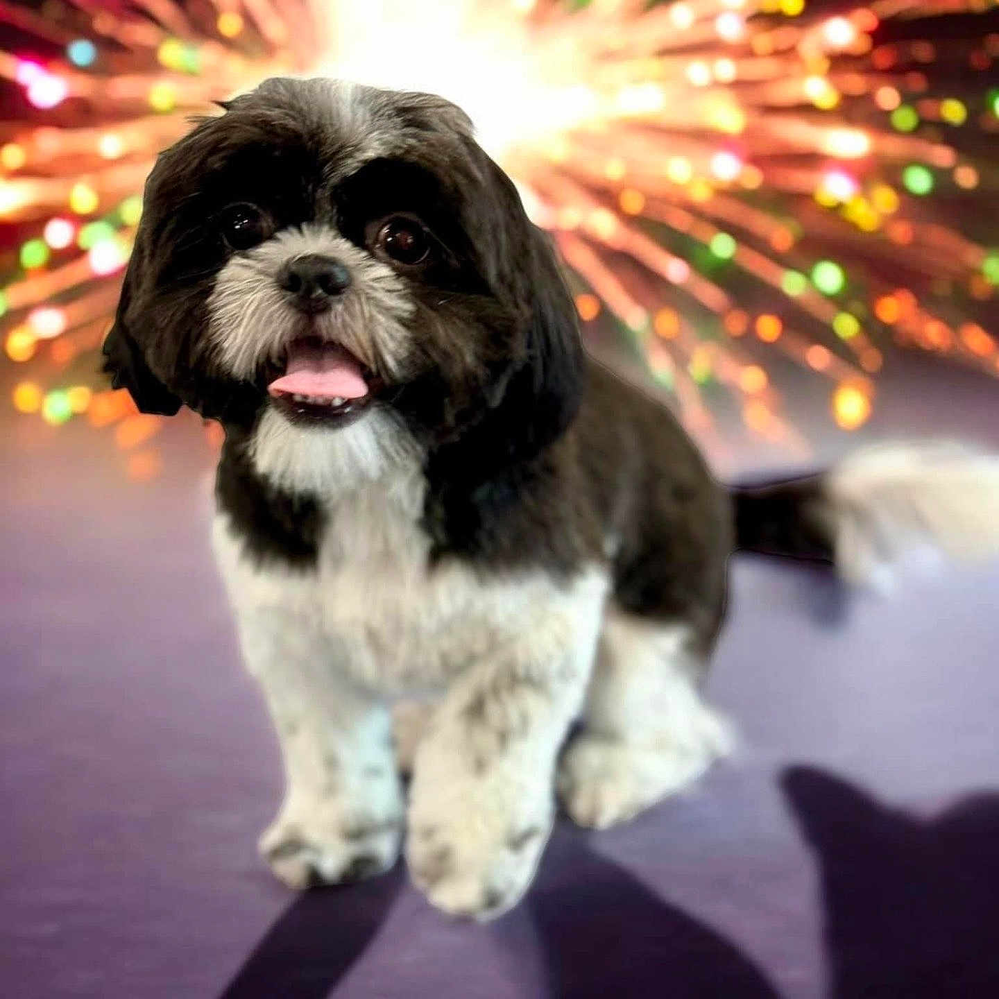 Loki is registered to the contest to win money with this photo: affenpinscher, animal, canine, cat, cockerspaniel, dog, face, fireworks, head, lighting, nature, night, outdoors, person, pet, photography, portrait, puppy, terrier, whitedog