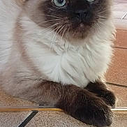 Nala participe au concours pour gagner de l'argent avec cette photo : cat, fluffy, wide_eyes, dark_ears, dark_paws, tiled_floor, indoor, curious, pet, animal, feline, home, cabinet, curtain, whiskers, close_up, portrait, resting, cute, domestic