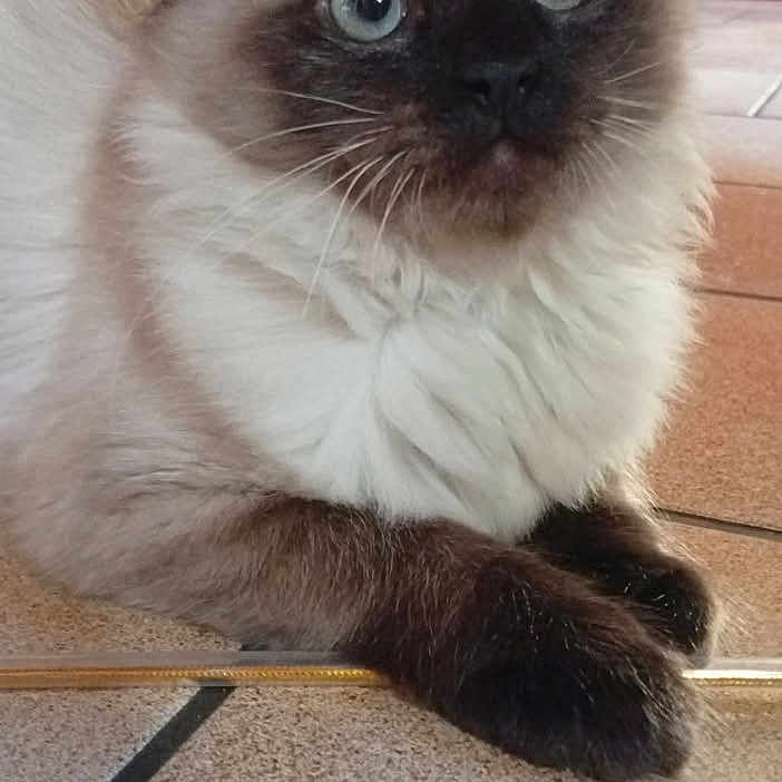 Nala participe au concours pour gagner de l'argent avec cette photo : animal, cabinet, cat, close_up, curious, curtain, cute, dark_ears, dark_paws, domestic, feline, fluffy, home, indoor, pet, portrait, resting, tiled_floor, whiskers, wide_eyes
