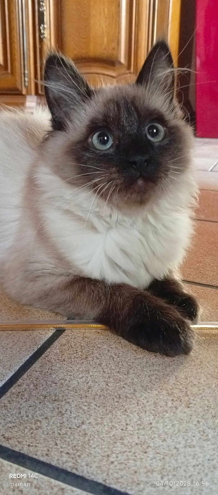 Nala participe au concours pour gagner de l'argent avec cette photo : cat, fluffy, wide_eyes, dark_ears, dark_paws, tiled_floor, indoor, curious, pet, animal, feline, home, cabinet, curtain, whiskers, close_up, portrait, resting, cute, domestic