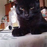 Sierra participe au concours pour gagner de l'argent avec cette photo : animal, black_cat, blurred_background, cat, closeup, cozy, curious, domestic_cat, ears, face, feline, fur, home, household_items, indoor, pet, relaxed, table, tablecloth, whiskers