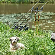 Mytzi participe au concours pour gagner de l'argent avec cette photo : dog, grass, pond, fishing_rods, water, lilypads, outdoor, nature, summer, sunlight, animal, pet, relaxing, greenery, trees, lake, recreation, companion, wildlife, daytime