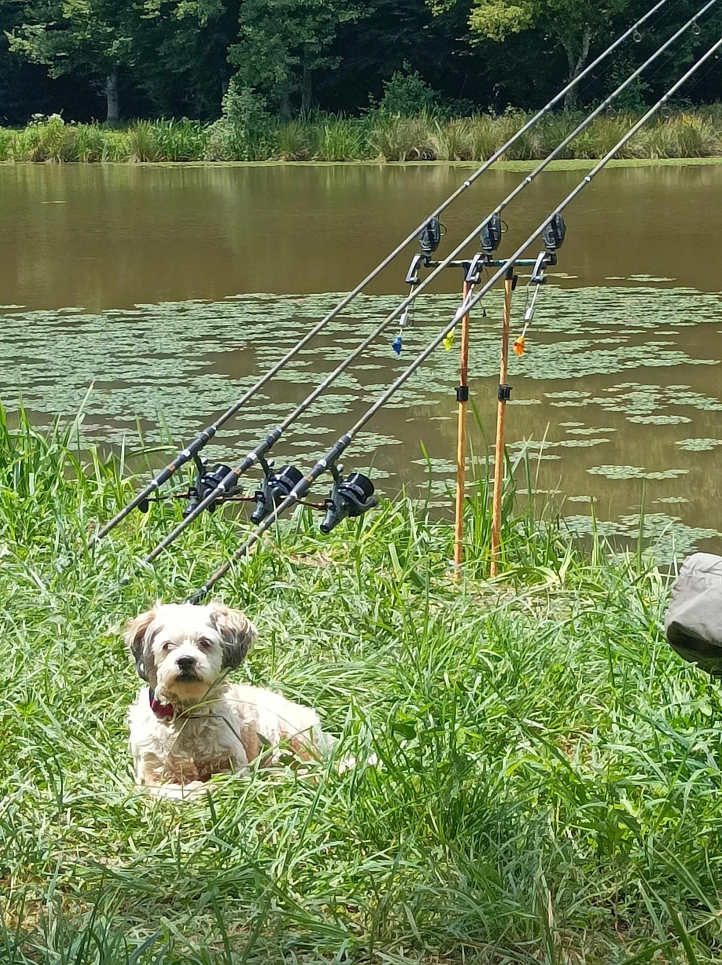 Mytzi participe au concours pour gagner de l'argent avec cette photo : dog, grass, pond, fishing_rods, water, lilypads, outdoor, nature, summer, sunlight, animal, pet, relaxing, greenery, trees, lake, recreation, companion, wildlife, daytime