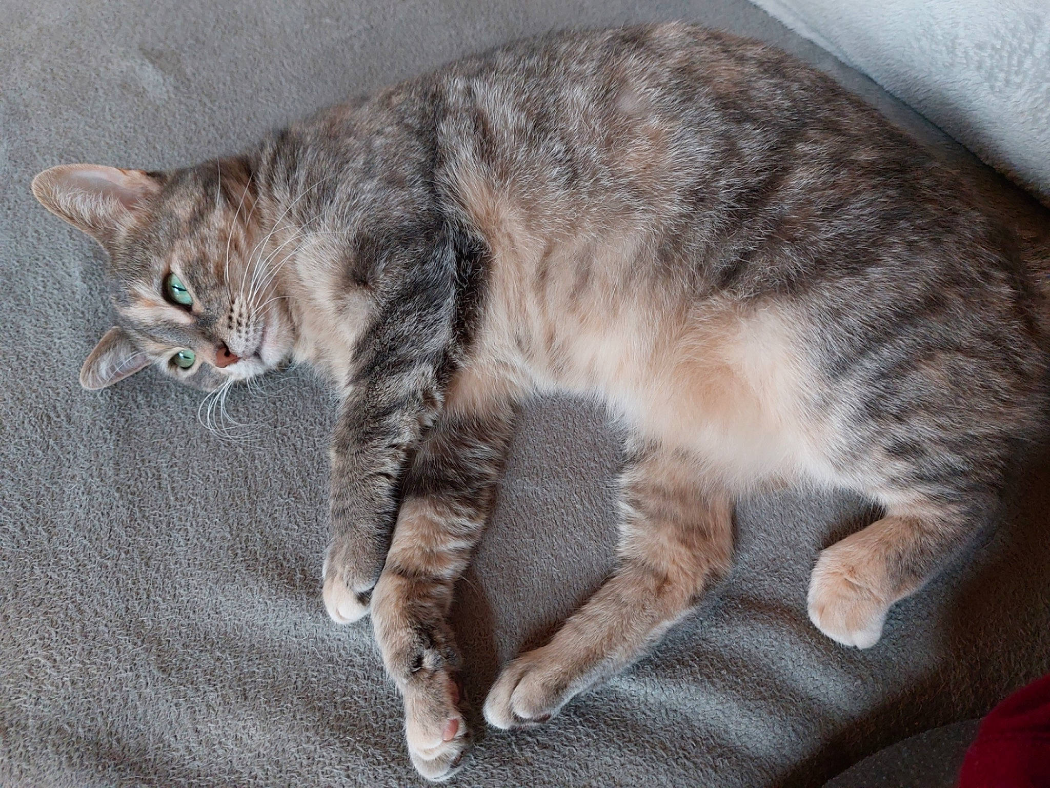 Maya participe au concours pour gagner de l'argent avec cette photo : carnivore, cat, claw, comfort, domestic_short_haired_cat, felidae, fur, grey, nap, paw, small_to_medium_sized_cats, snout, tail, terrestrial_animal, whiskers