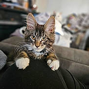 Archie joined the competition — help win amazing prizes! kitten, cat, tabby, pet, animal, indoor, cute, fur, whiskers, ears, paws, collar, bell, closeup, portrait, curious, young, domestic, feline, resting