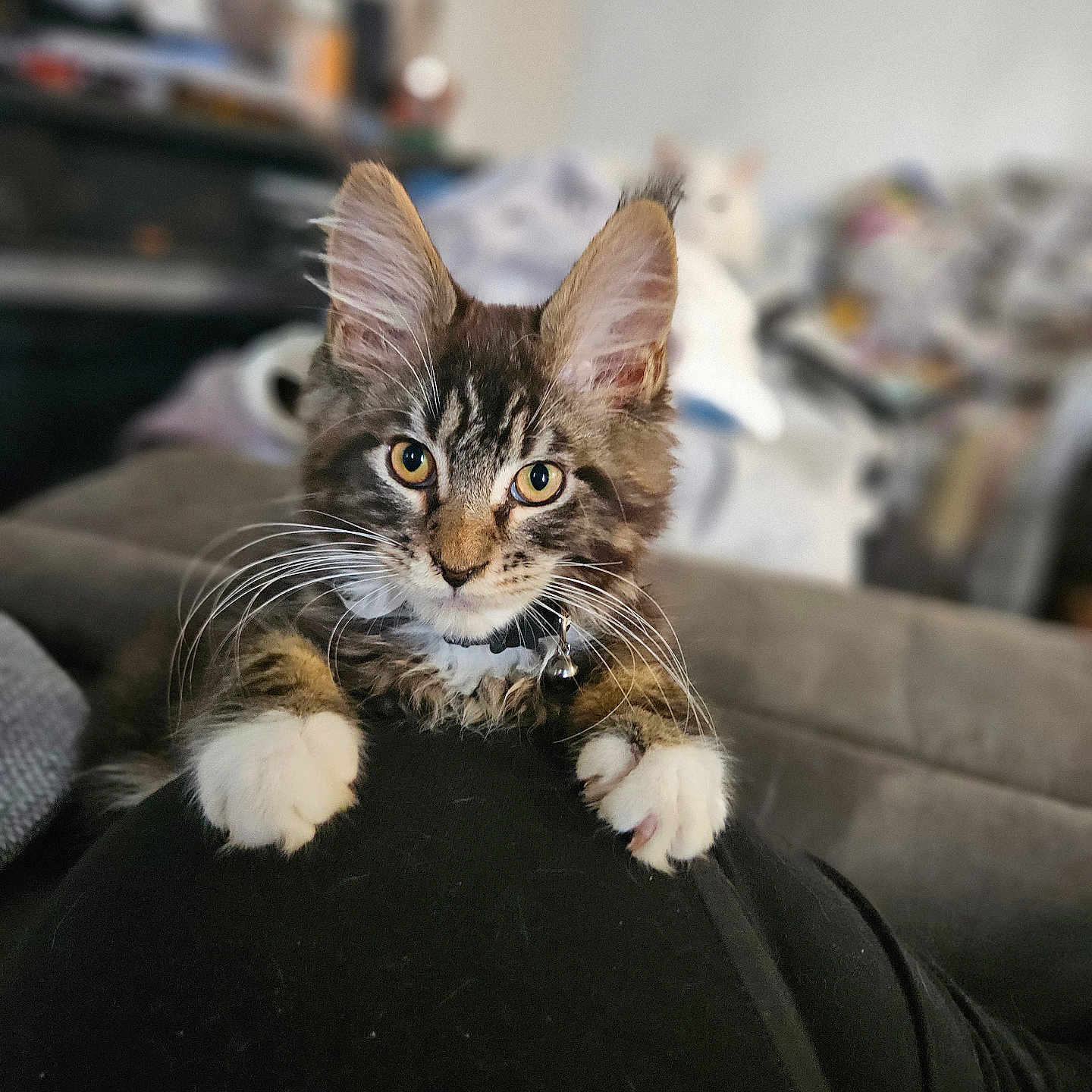 Archie joined the competition — help win amazing prizes! animal, bell, cat, closeup, collar, curious, cute, domestic, ears, feline, fur, indoor, kitten, paws, pet, portrait, resting, tabby, whiskers, young