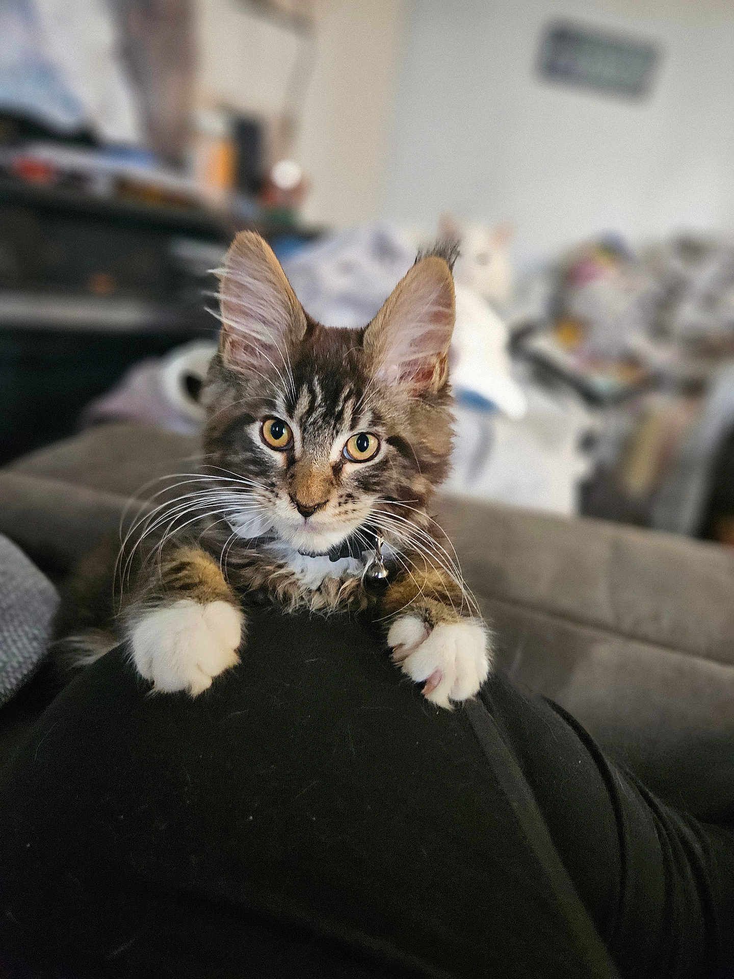 Archie