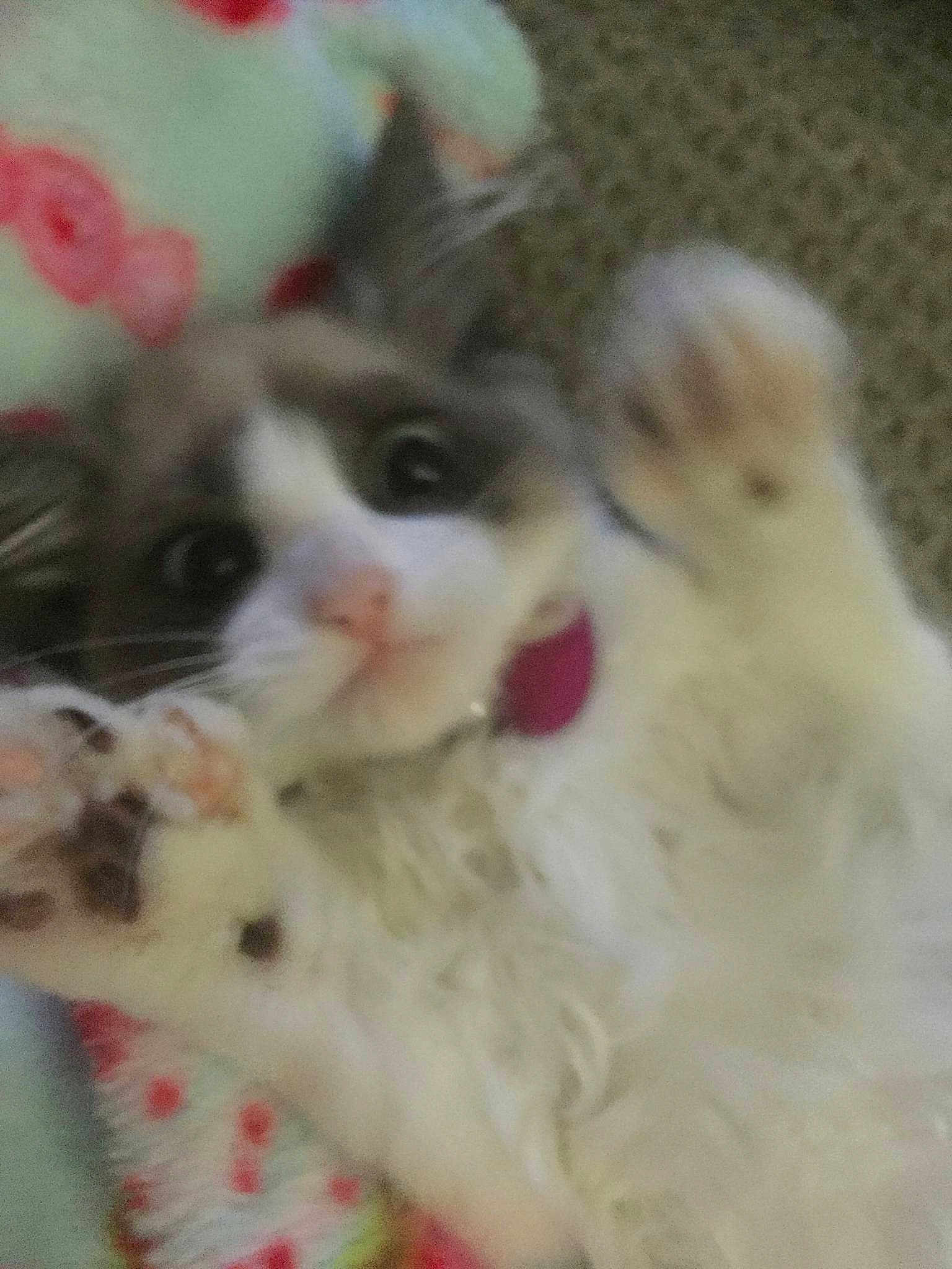Zoey