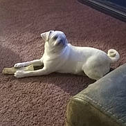 Memphis is registered to the contest to win money with this photo: animal, blurry, bone, brown_carpet, carpet, couch, curled_tail, dog, floor, furniture, home_decor, indoor, living_room, pet, relaxed, sign, table, toy, white_dog, wooden_furniture