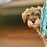 puppy, dog, pet, curious, fluffy, fur, face, animal, indoors, brown, cute, small, texture, blue_cloth, background_blur, playful, young, domestic, companion, peek