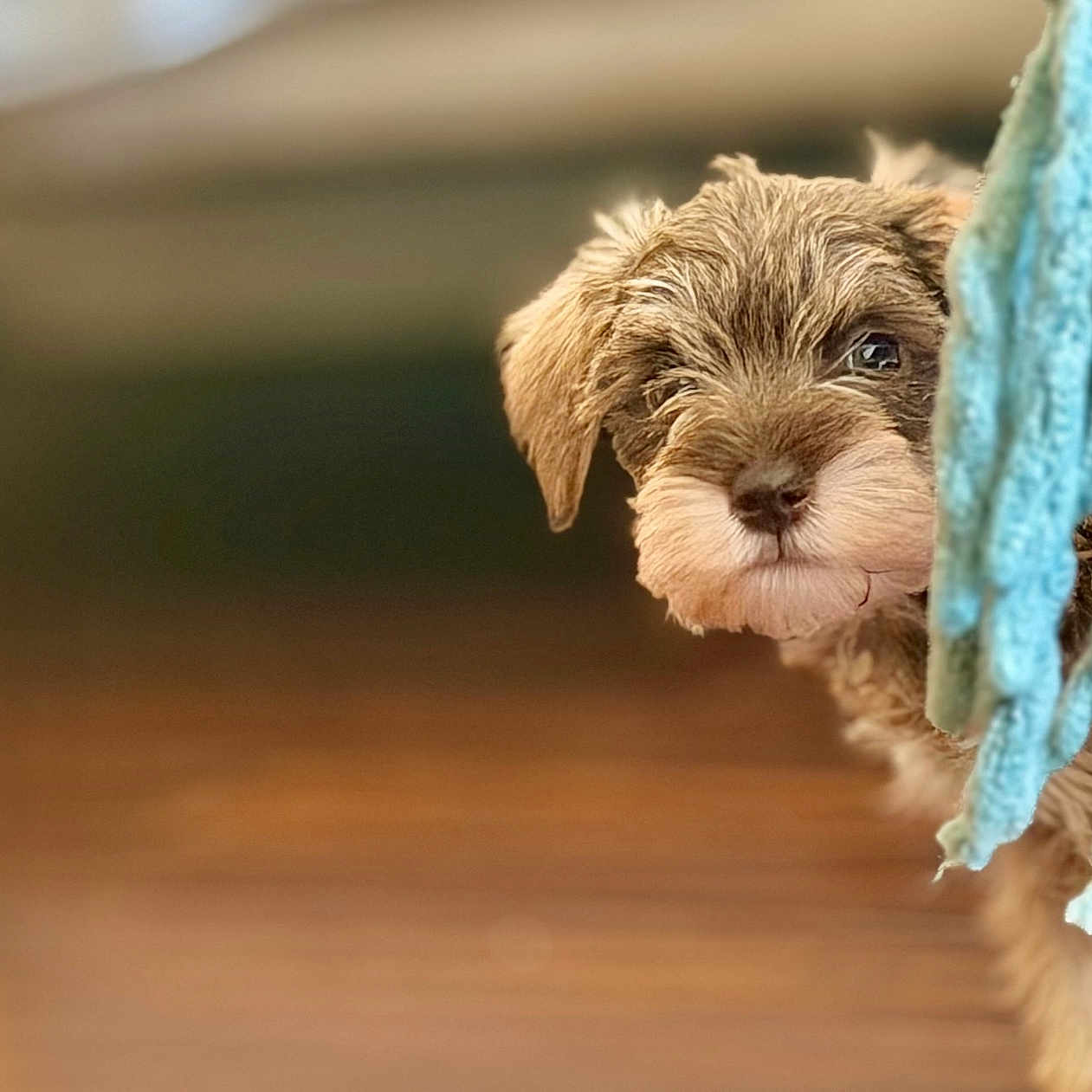 Millie