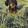 Abby a rejoint le concours — aidez-le/la à gagner de superbes lots ! animal, black_and_tan, canine, cute, dachshund, daylight, dog, frost, grass, house, mammal, nature, outdoor, pet, playful, puppy, small_dog, sunny, tongue_out, window