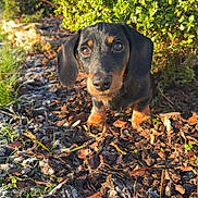 Abby a rejoint le concours — aidez-le/la à gagner de superbes lots ! animal, black_and_tan, close_up, curious, cute, dachshund, dog, frost, greenery, ground, hedge, leaves, nature, outdoor, pet, puppy, small_dog, sunlight, wood_chips, young