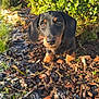 animal, black_and_tan, close_up, curious, cute, dachshund, dog, frost, greenery, ground, hedge, leaves, nature, outdoor, pet, puppy, small_dog, sunlight, wood_chips, young