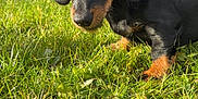 Abby a rejoint le concours — aidez-le/la à gagner de superbes lots ! animal, black, cute, dachshund, dog, ears, eyes, floppy_ears, grass, mammal, nature, nose, outdoor, pet, playing, puppy, small, sunlight, tan, young
