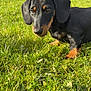 animal, black, cute, dachshund, dog, ears, eyes, floppy_ears, grass, mammal, nature, nose, outdoor, pet, playing, puppy, small, sunlight, tan, young