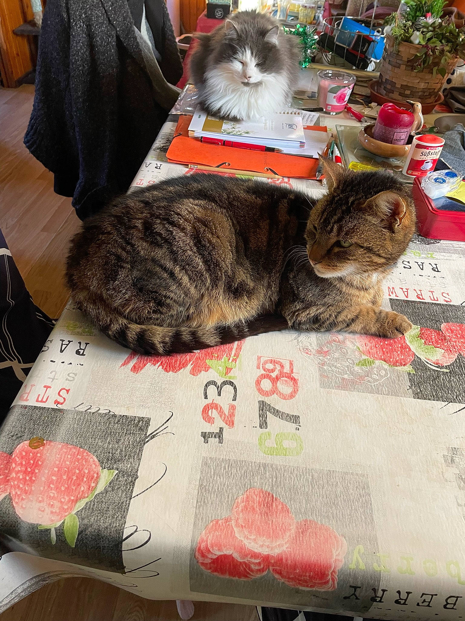 Gargamel participe au concours pour gagner de l'argent avec cette photo : bag, bedding, carnivore, cat, chair, comfort, domestic_short_haired_cat, felidae, flowerpot, fur, grass, grey, lap, linens, luggage_and_bags, pattern, plant, small_to_medium_sized_cats, textile, whiskers