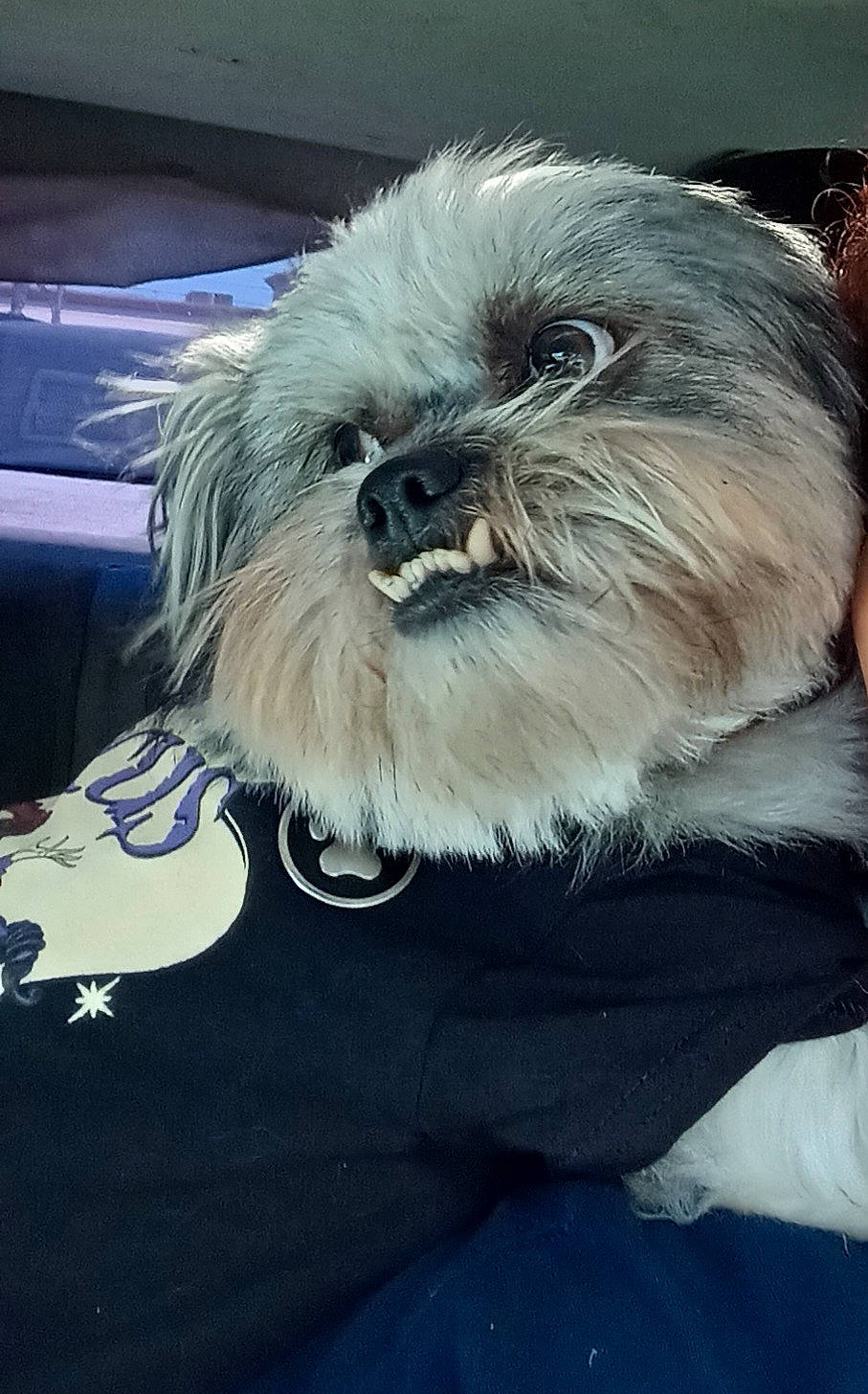 Teddy Bear joined the competition — help win amazing prizes! canidae, carnivore, companion_dog, dog, dog_breed, dog_supply, eye, fur, hat, maltepoo, pekapoo, shih_poo, shih_tzu, small_terrier, snout, sporting_group, terrier, toy_dog, whiskers, working_animal