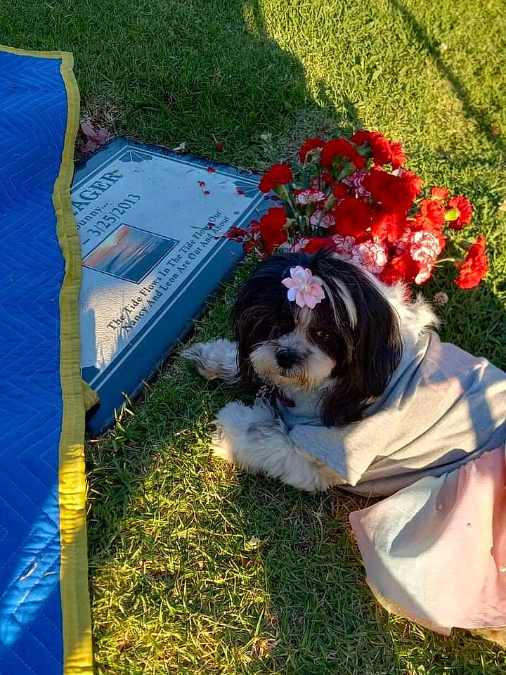 Berkley joined the competition — help win amazing prizes! annual_plant, carnivore, companion_dog, dog, dog_breed, fawn, floral_design, flower, flower_arranging, garden, grass, groundcover, leaf, outdoor_furniture, petal, plant, rectangle, shrub, sporting_group, toy_dog