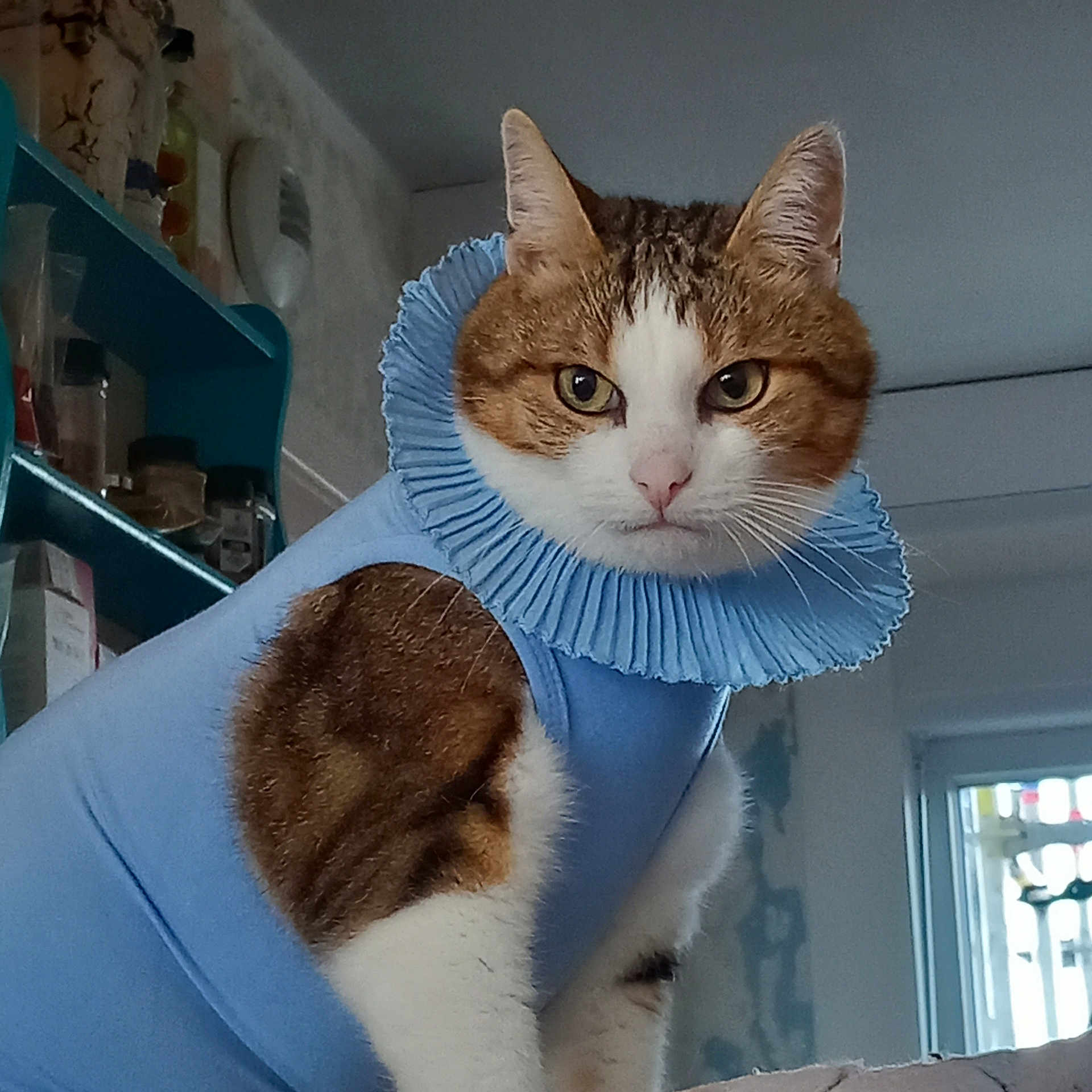 Enzo a rejoint le concours — aidez-le/la à gagner de superbes lots ! cat, animal, pet, indoor, clothing, costume, blue, ruffled_collar, feline, portrait, serious, tabby, white, brown, ears, whiskers, looking, sitting, window, shelf