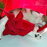 Enzo participe au concours pour gagner de l'argent avec cette photo : cat, sleeping, red_curtain, kitty_grass, plant_pot, toy_mouse, white_table, sunlight, indoor, nap, pet, feline, paw, fur, window, cozy, relaxed, domestic, house, curtain