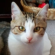 Enzo a rejoint le concours — aidez-le/la à gagner de superbes lots ! basket, blurred_background, carpet, cat, close_up, cozy, domestic_animal, ears, feline, gaze, indoor, nose, pet, portrait, sitting, tabby_cat, toys, whiskers, white_fur, yellow_eyes