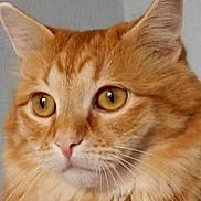 Lolita a rejoint le concours — aidez-le/la à gagner de superbes lots ! animal, calm, cat, close_up, cute, domestic_animal, ears, eyes, face, feline, fluffy, fur, ginger_cat, indoor, looking_away, mammal, pet, portrait, texture, whiskers