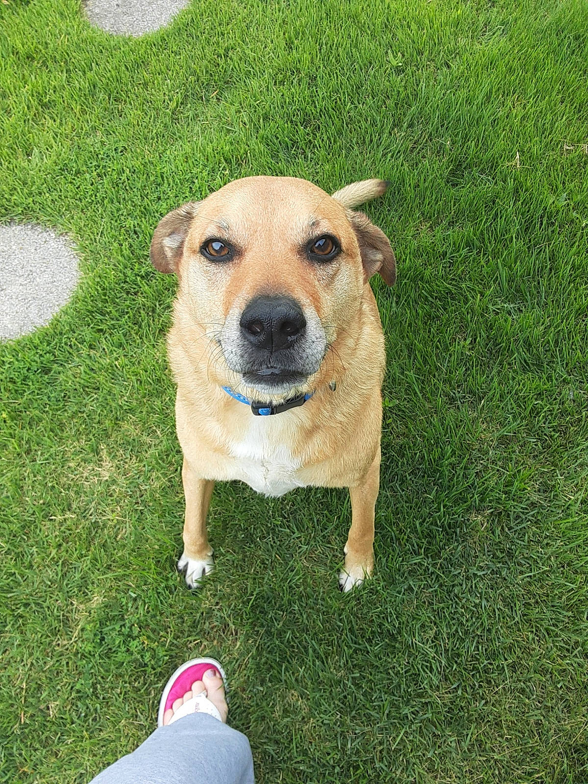 Dexter is registered to the contest to win money with this photo: canidae, carnivore, chair, companion_dog, dog, dog_breed, dog_collar, dog_supply, fawn, foot, grass, groundcover, human_leg, lawn, plant, snout, sporting_group, tail, walking_shoe, whiskers