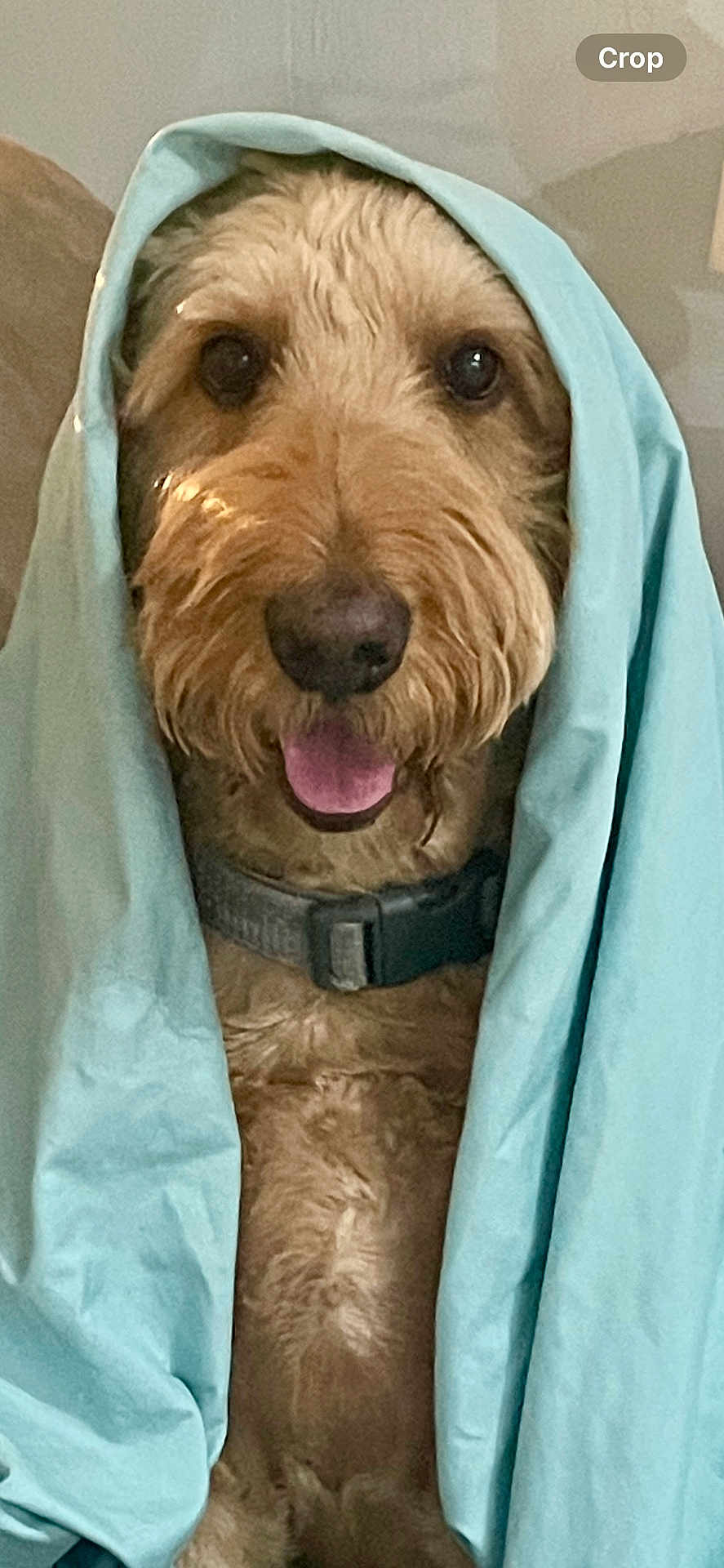 Cody joined the competition — help win amazing prizes! dog, blanket, brown_dog, happy, smiling, indoors, fur, pet, portrait, cozy, wrapped, cute, animal, canine, collar, tongue_out, friendly, domestic_animal, closeup, comfort